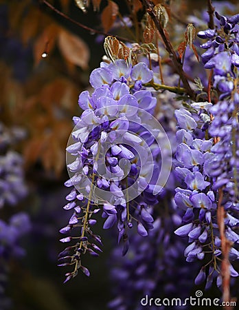 Macro wisteria flowers, natural background. Stock Photo