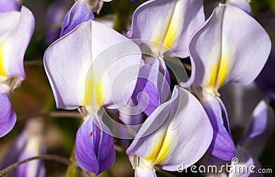 Macro of wisteria violet flower close up Stock Photo