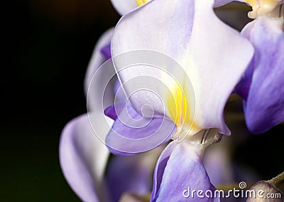 Macro of wisteria violet flower close up Stock Photo