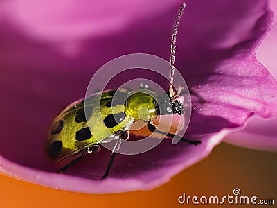 Macro of a Yellow and black Spotted Cucumber Beetle (Diabrotica undecimpunctata) Stock Photo