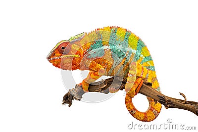 Yellow blue lizard Panther chameleon isolated on white background Stock Photo