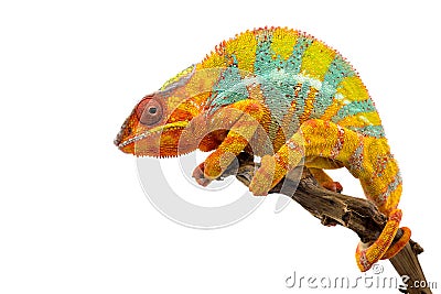 Yellow blue lizard Panther chameleon isolated on white background Stock Photo