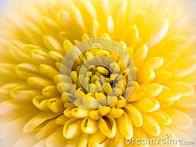 Macro of a yellow flower Stock Photo