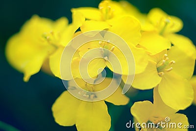 Macro of a yellow flowers of blooming rapeseed on the field in Germany Stock Photo