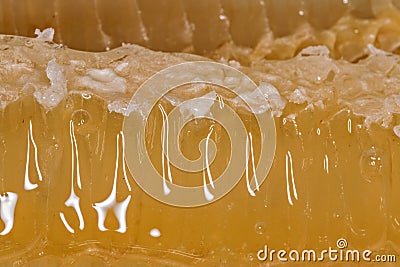 Macro Yellow honeycomb wax cell detail slice Stock Photo