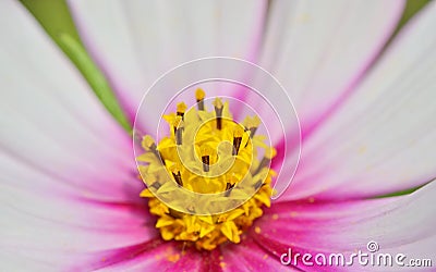 Macro yellow pistil Stock Photo