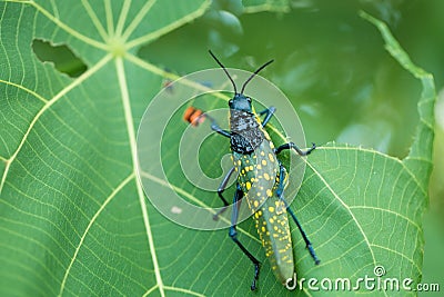 Macro yellow spotted flying grasshopper Stock Photo