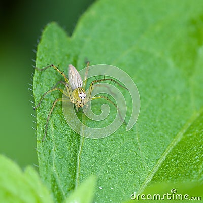 Macro of young spider Stock Photo