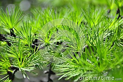 Macrocosm. Larch. Green freshness Stock Photo