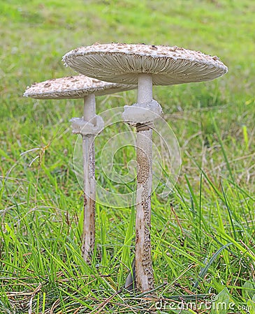 Macrolepiota procera. Stock Photo