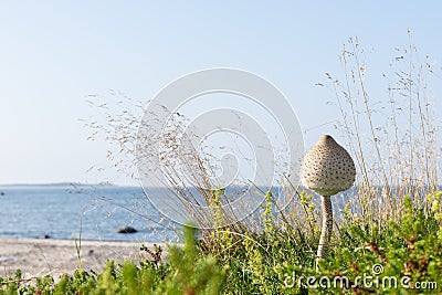 Macrolepiota procera is edible fungus. Parasol mushroom, blue sky and sea, coast in background. Rocky beach in summer. Stock Photo