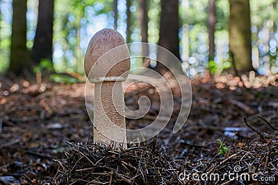 Macrolepiota procera in the natural environment. Stock Photo