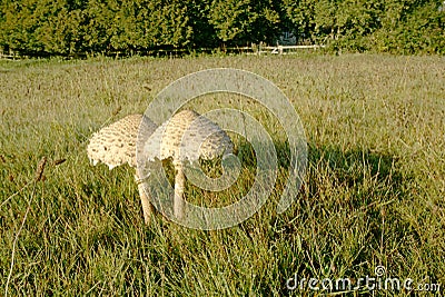 Macrolepiota procera Stock Photo