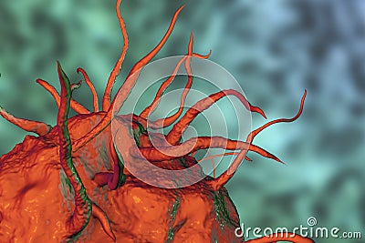 Macrophage cell, close-up view Cartoon Illustration