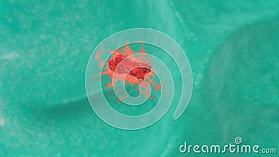 Macrophage destroying bacteria Stock Photo