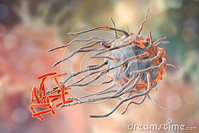 Macrophage engulfing tuberculosis bacteria Cartoon Illustration
