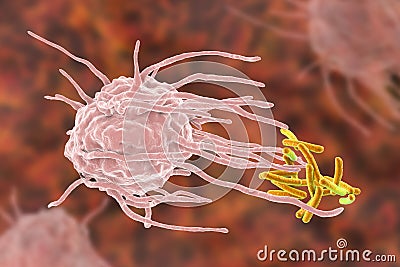 Macrophage engulfing tuberculosis bacteria Cartoon Illustration