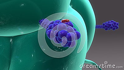 Macrophage & Receptors Stock Photo