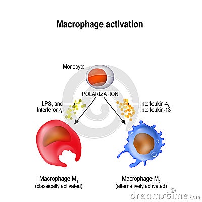 Macrophage. Activation and polarization Vector Illustration