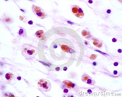 Macrophages Stock Photo