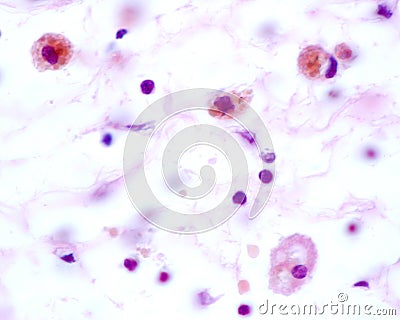 Macrophages Stock Photo