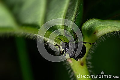Macrophoto of a black beetle on a green leaf Stock Photo
