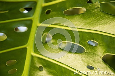 Macrophoto of the green leaf of monstera Stock Photo