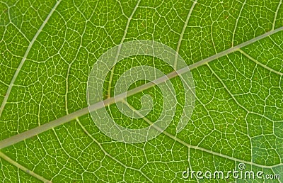 Macrophoto of a green leaf. Stock Photo