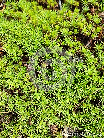 Macrophoto of green moss in the forest Stock Photo