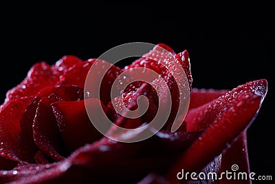 Macrophoto large red rose on a black background Stock Photo