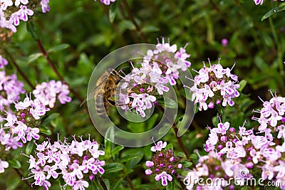 Bee on caraway thyme Thymus Herba Barona Stock Photo