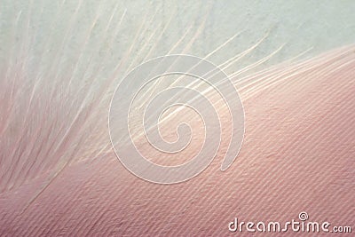 Macrophotography of a bird`s feather. Bird feather close, pink fluff, stripes and streaks Stock Photo