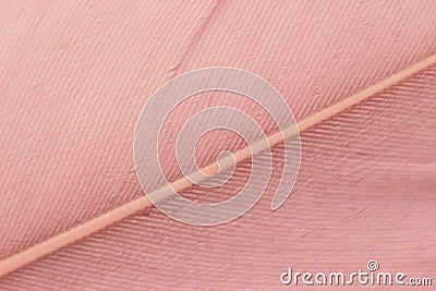 Macrophotography of a bird`s feather. Bird feather close, pink fluff, stripes and streaks Stock Photo