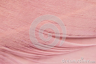 Macrophotography of a bird`s feather. Bird feather close, pink fluff, stripes and streaks Stock Photo