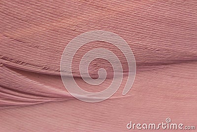 Macrophotography of a bird`s feather. Bird feather close, pink fluff, stripes and streaks Stock Photo