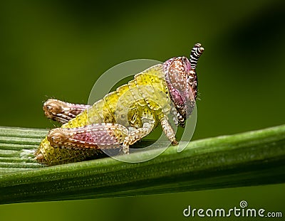 Colorful baby insect Stock Photo