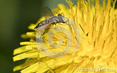 Hoverfly on dandelion closeup Stock Photo