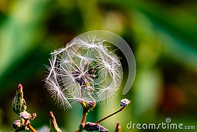 Close up, Lactuca, wild lettuce seeds Stock Photo