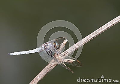 Macrophotography of a Libellula fulva Stock Photo