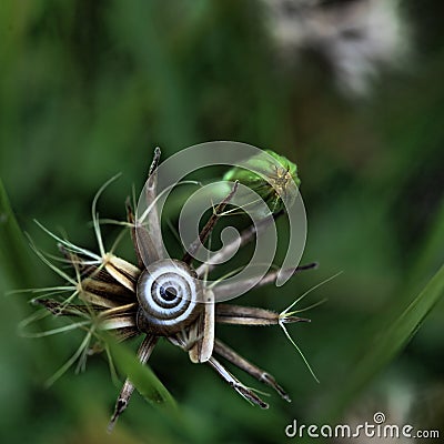 Small snail set in the center of a crown of grass seeds Stock Photo