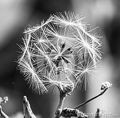 Close up, Lactuca, wild lettuce seeds Stock Photo