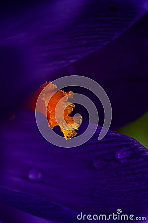 Macrophotography of purple crocus pistil Stock Photo