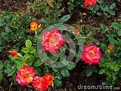 Macrophotography of red color rose plants blooming in a garden Stock Photo