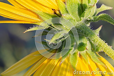 Close up smooth blur, background and sideview of double headed yellow sunflower hairy bracts or hairy stalk. Stock Photo