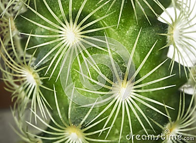 Macrophotography of a succulent plant, impressive green shape like spines Stock Photo