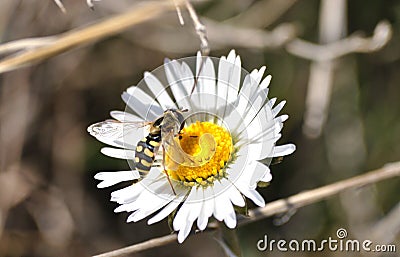 Syrphid pollinating a daisy flower Stock Photo