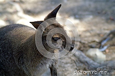 Macropods are marsupials, the kangaroo family. Stock Photo