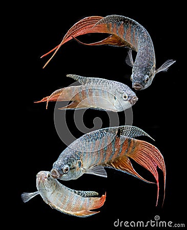 Macropodus opercularis - Paradise fish, Forktail fightingfish Stock Photo