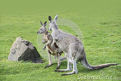 Macropus giganteus - Eastern Grey Kangaroo marsupial found in eastern third of Australia, also known as the great grey kangaroo Stock Photo