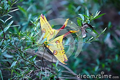 Madagascan comet moon moth female - Argema mittrei - resting on jungle bush in their natural habitat, Isalo park Stock Photo